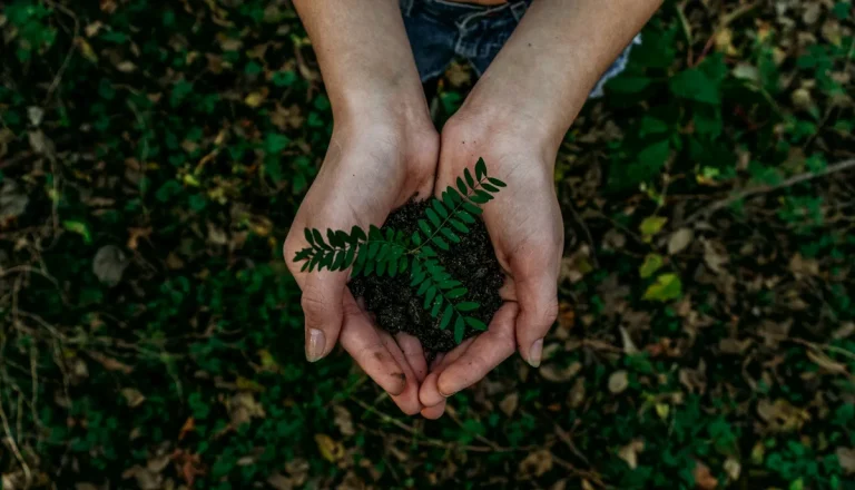 Person holding a tree sapling in their hands.